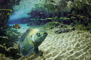 Sunfish composite scene in Florida Springs by Steven Miller 